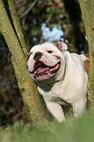 BULLDOG ANGLAIS 146